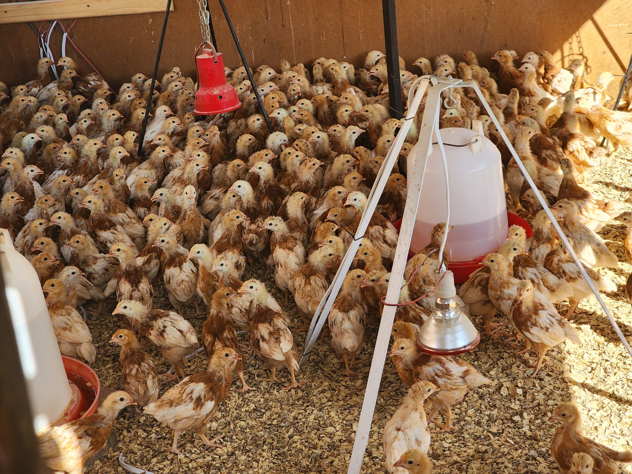 6 Weeks - Lohmann Brown Layers