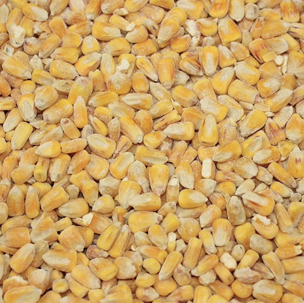 Whole Maize 50KG
