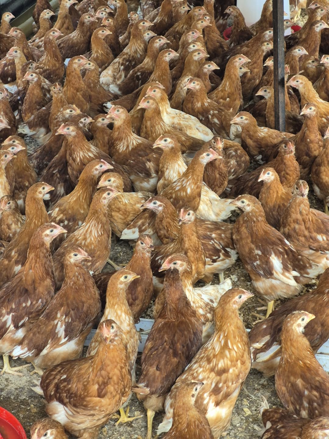 8 Weeks - Lohmann Brown Layers