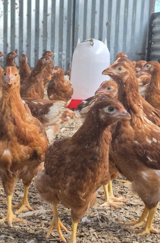 10 Weeks - Lohmann Brown Layers